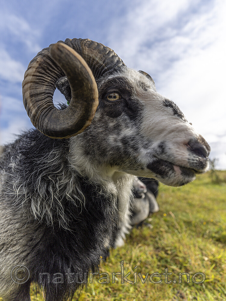 KA_210815_12 / Ovis aries / Sau