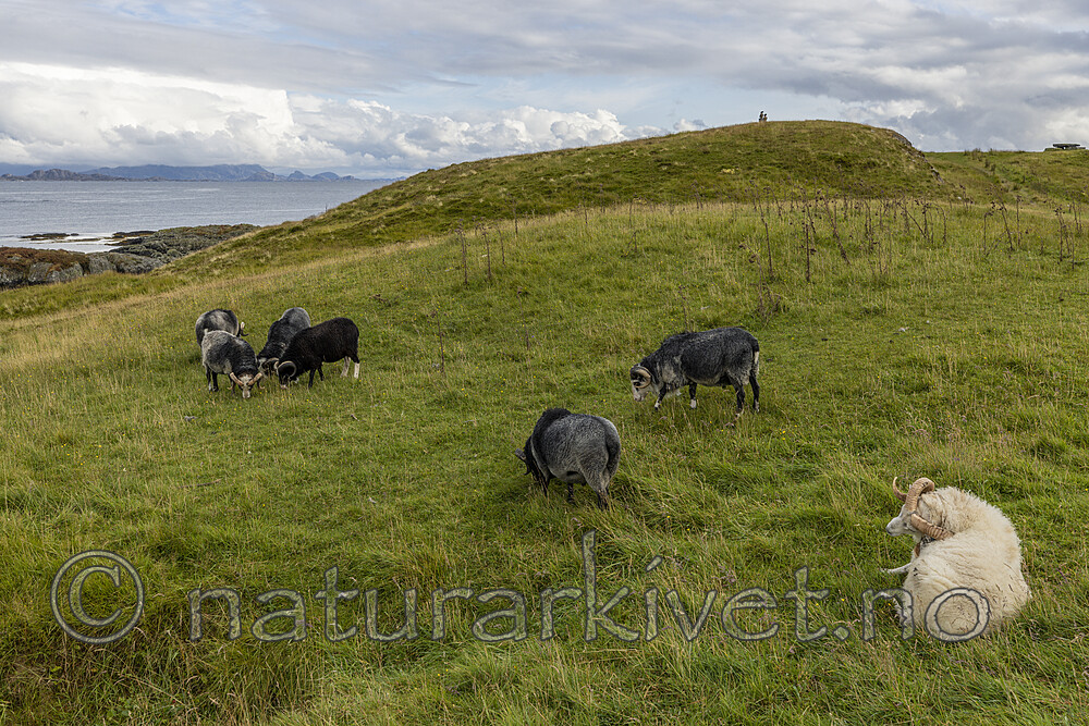 KA_210815_20 / Ovis aries / Sau