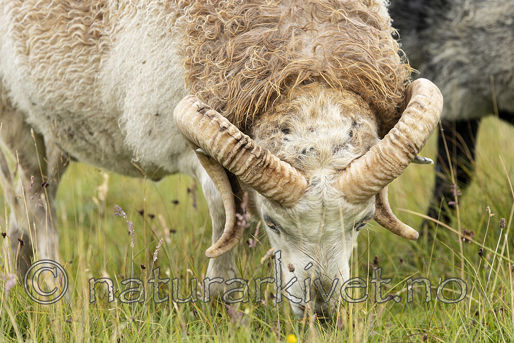 KA_210815_26 / Ovis aries / Sau