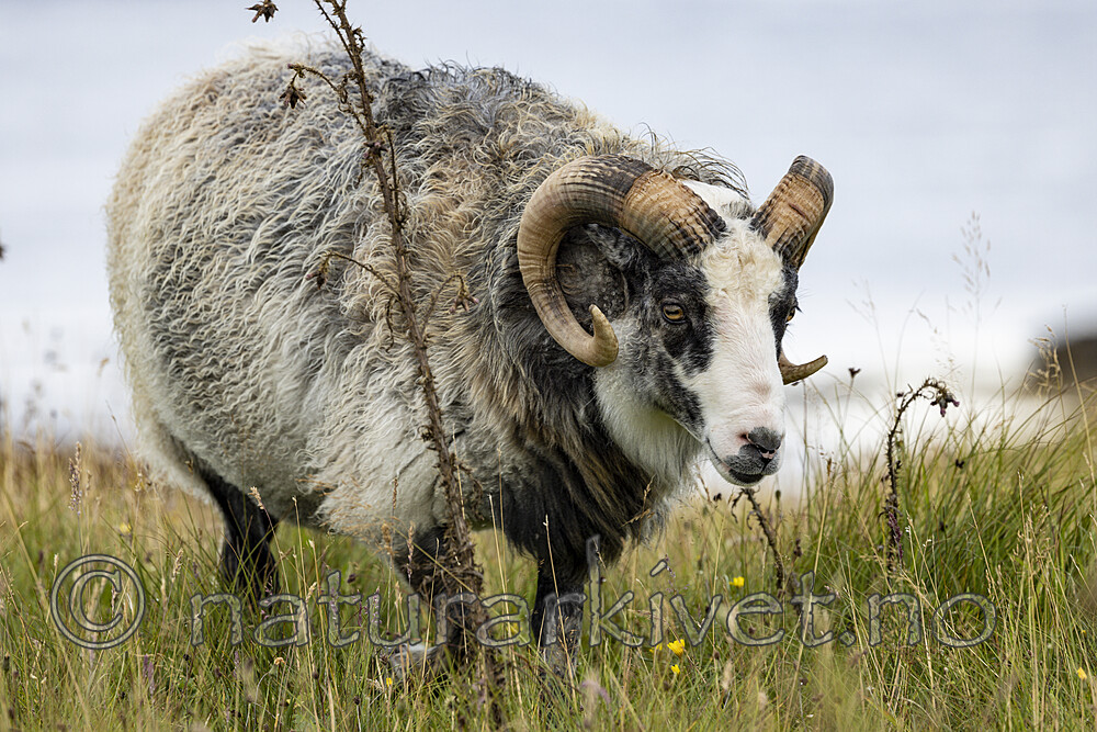 KA_210815_30 / Ovis aries / Sau