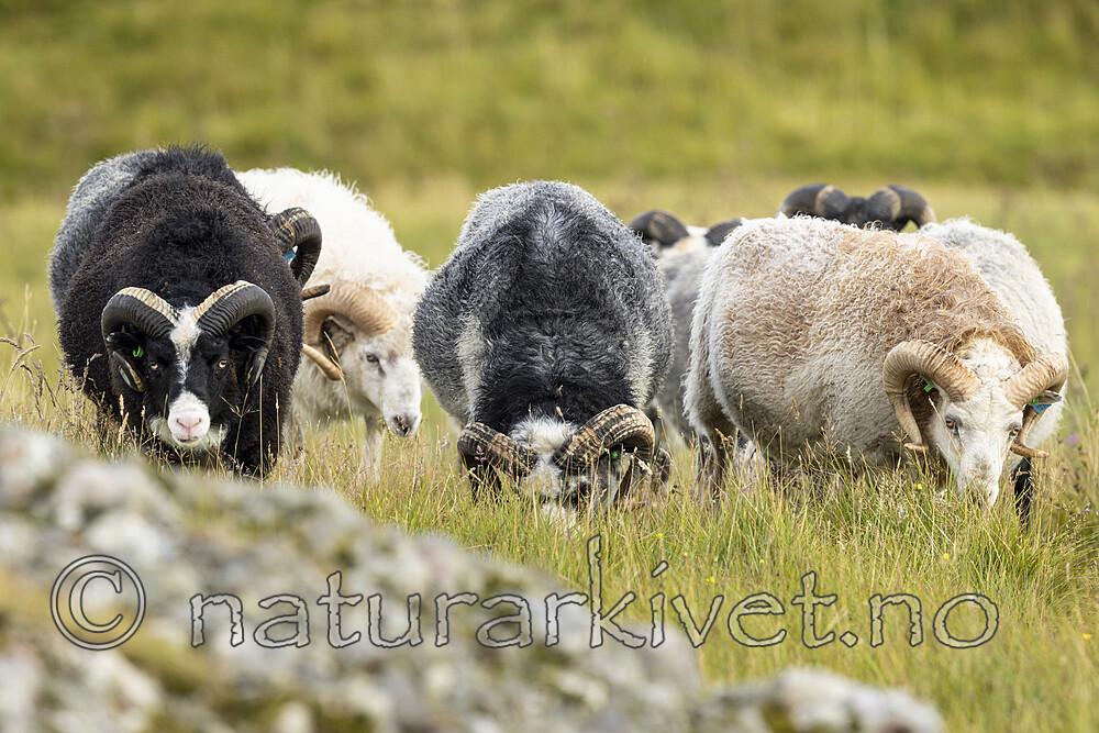 KA_210815_40 / Ovis aries / Sau