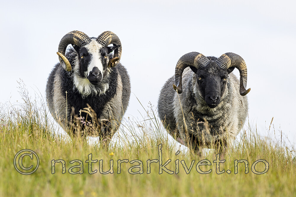 KA_210815_43 / Ovis aries / Sau