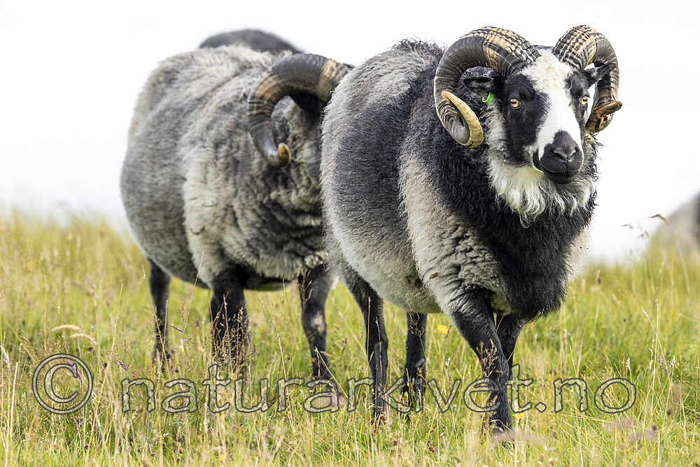 KA_210815_44 / Ovis aries / Sau