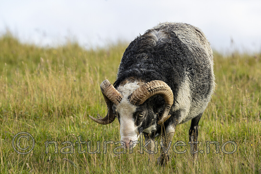 KA_210815_45 / Ovis aries / Sau