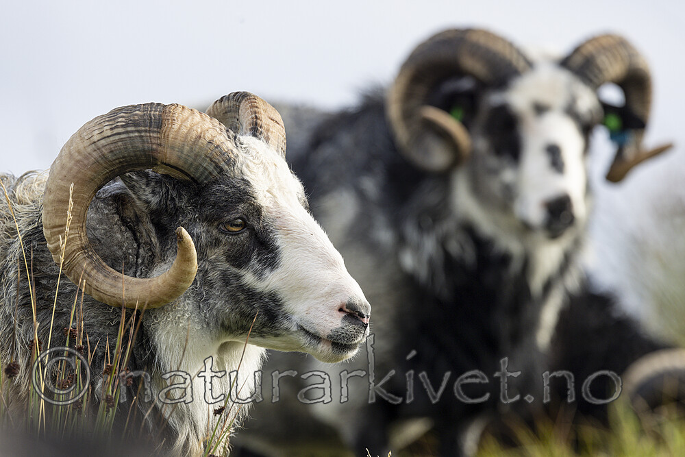KA_210815_47 / Ovis aries / Sau