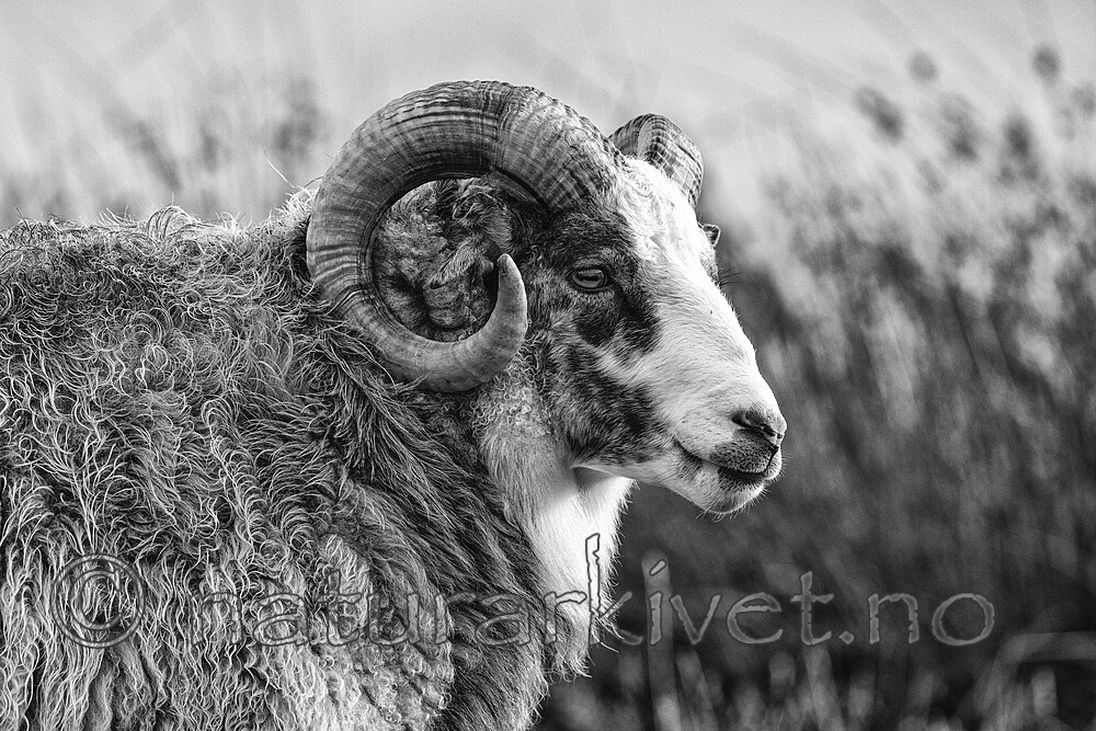 KA_210815_48-sh / Ovis aries / Sau