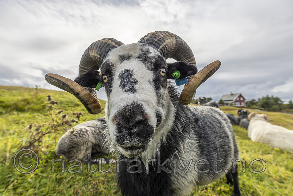 KA_210815_5 / Ovis aries / Sau