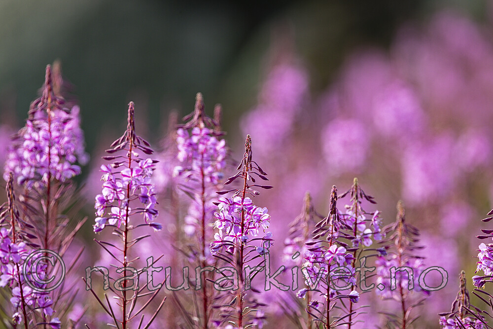 KA_210815_55 / Chamerion angustifolium / Geitrams