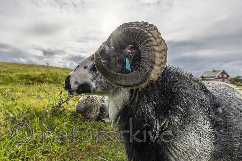 KA_210815_6 / Ovis aries / Sau