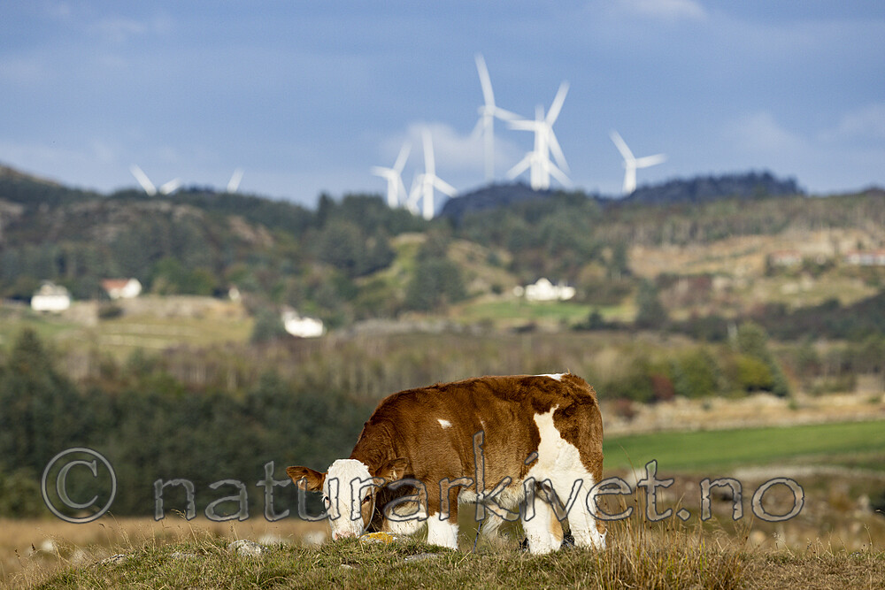 KA_210920_1 / Bos taurus / Storfe