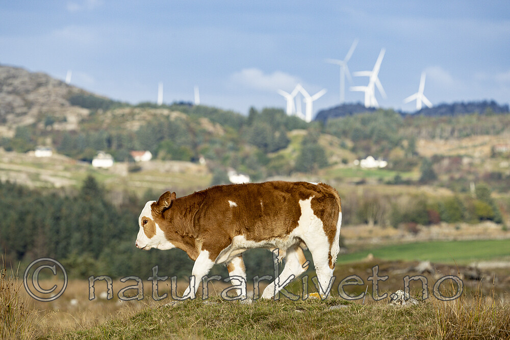 KA_210920_6 / Bos taurus / Storfe