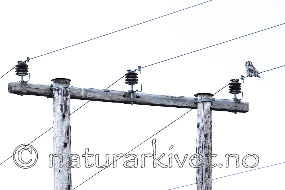 KA_211002_11 / Surnia ulula / Haukugle