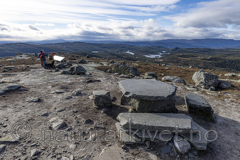 KA_211016_29 / Canis lupus familiaris / Hund <br /> Diplopteraster multipes