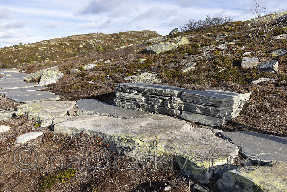 KA_211016_45 / Canis lupus familiaris / Hund <br /> Diplopteraster multipes