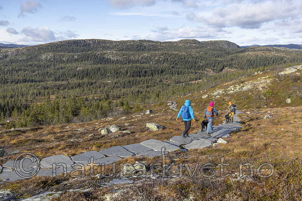 KA_211016_47 / Canis lupus familiaris / Hund