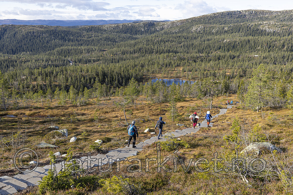 KA_211016_50 / Canis lupus familiaris / Hund