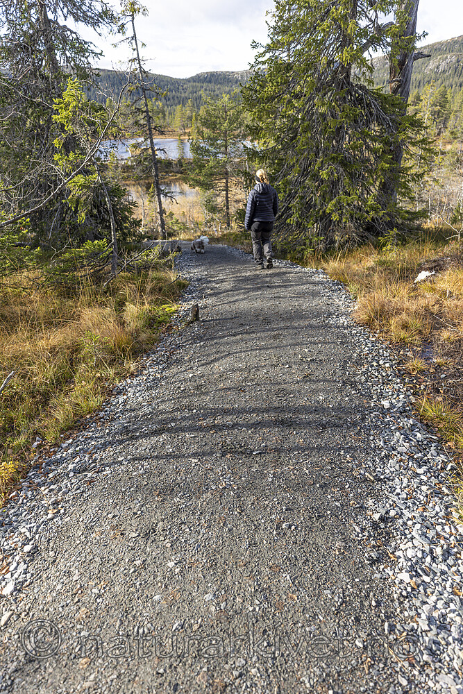 KA_211016_60 / Canis lupus familiaris / Hund