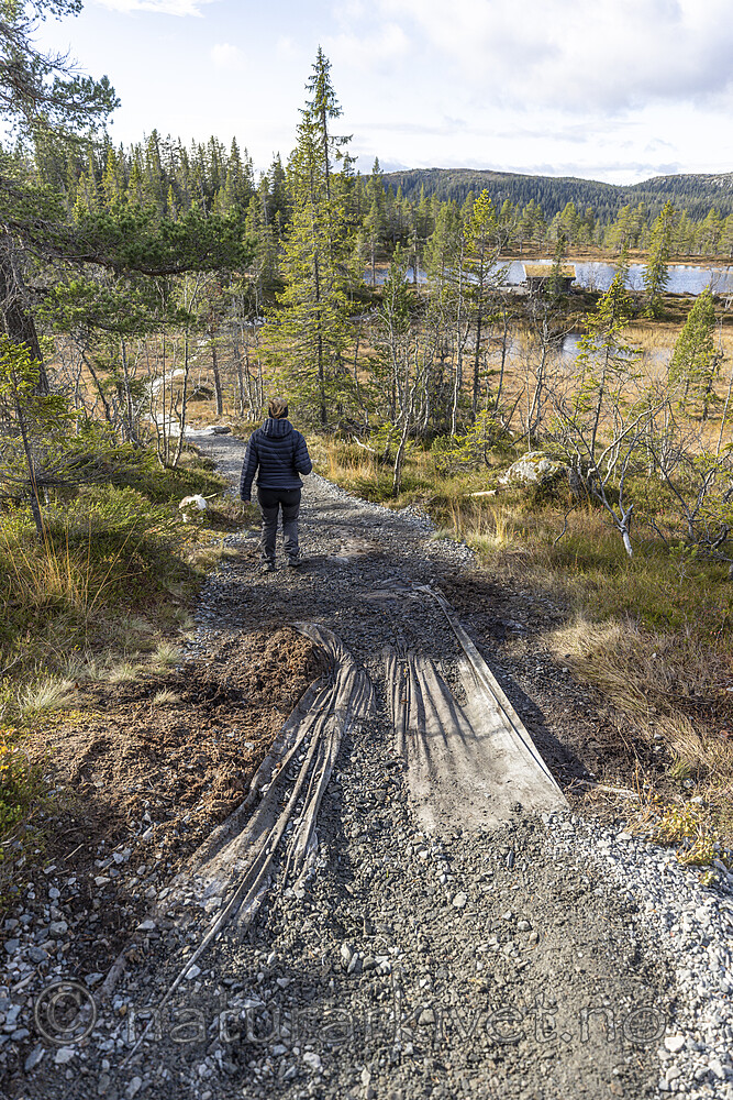 KA_211016_62 / Canis lupus familiaris / Hund