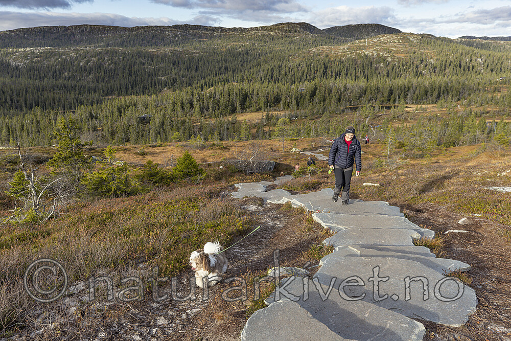 KA_211016_8 / Canis lupus familiaris / Hund