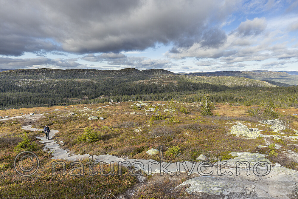 KA_211016_9 / Canis lupus familiaris / Hund