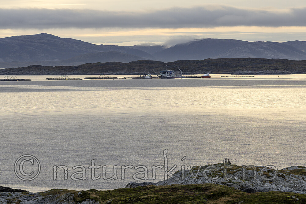 KA_211029_1 / Haliaeetus albicilla / Havørn