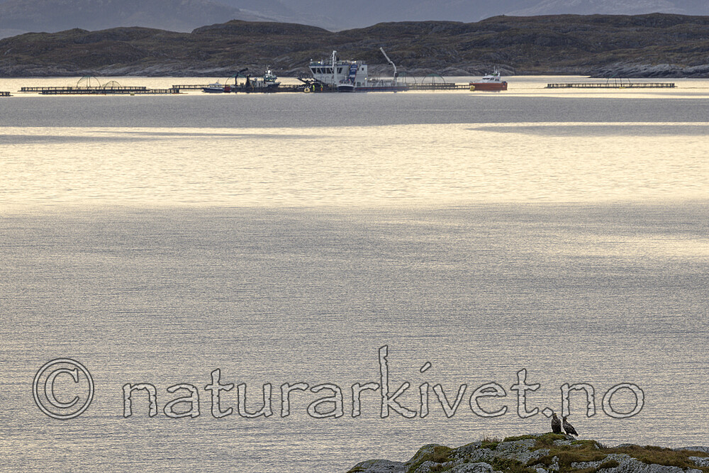 KA_211029_4 / Haliaeetus albicilla / Havørn