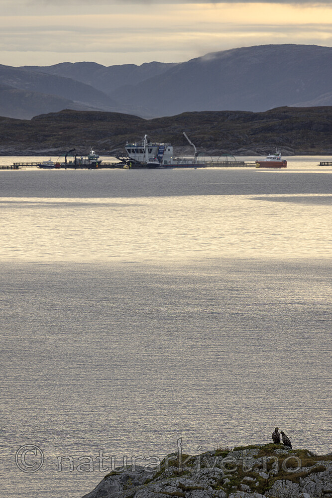 KA_211029_6 / Haliaeetus albicilla / Havørn