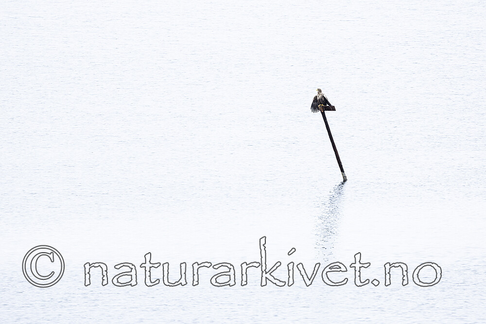 KA_211029_7 / Haliaeetus albicilla / Havørn