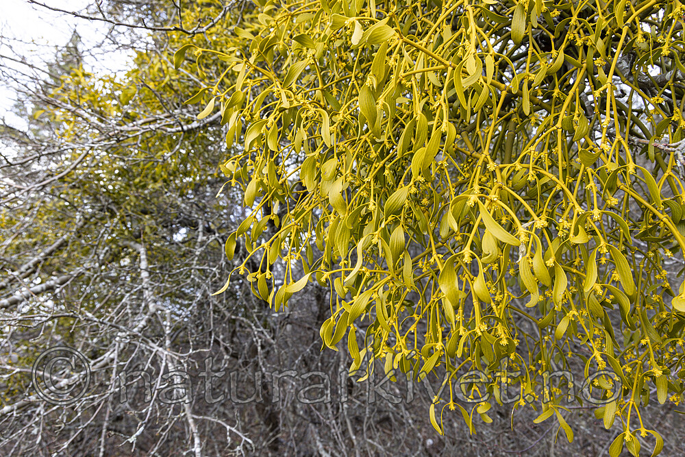 KA_220405_1 / Viscum album / Misteltein