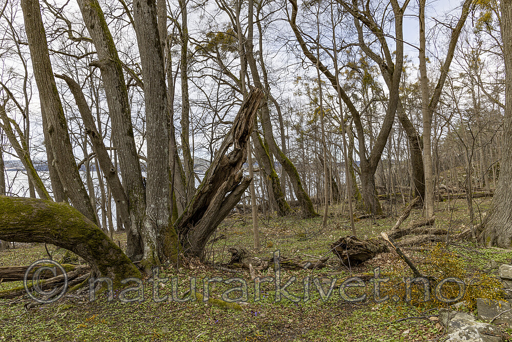 KA_220405_16 / Viscum album / Misteltein