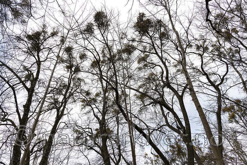 KA_220405_17 / Viscum album / Misteltein