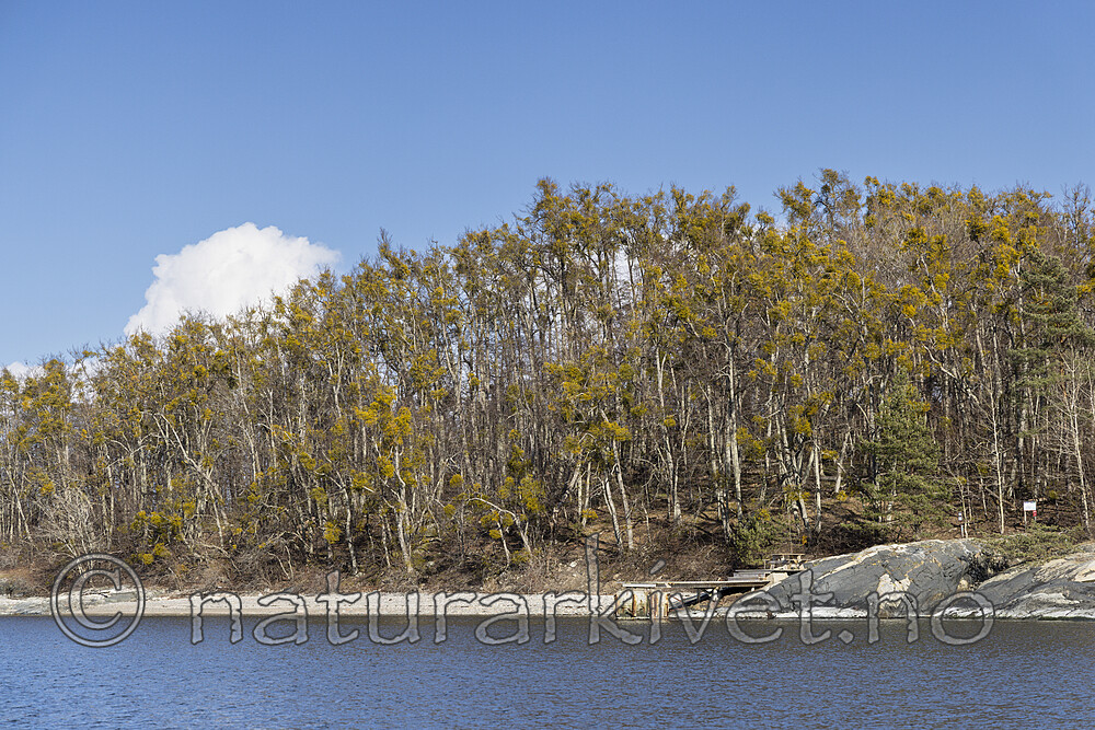 KA_220405_37 / Viscum album / Misteltein