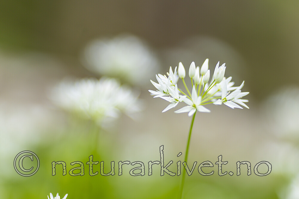 KA_220527_16 / Allium ursinum / Ramsløk