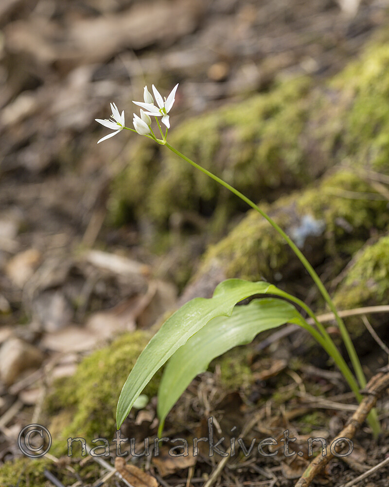 KA_220527_20 / Allium ursinum / Ramsløk