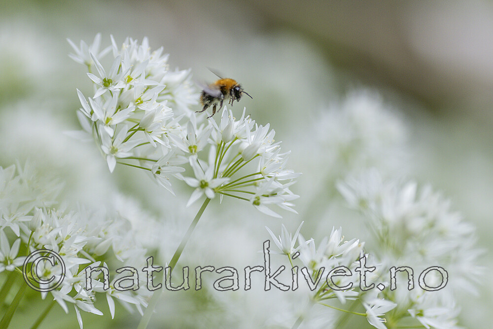 KA_220527_24 / Aagaardia protensa <br /> Allium ursinum / Ramsløk