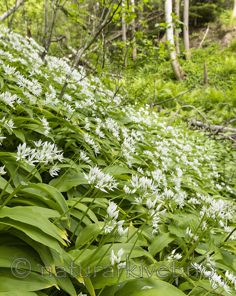 KA_220527_3 / Allium ursinum / Ramsløk