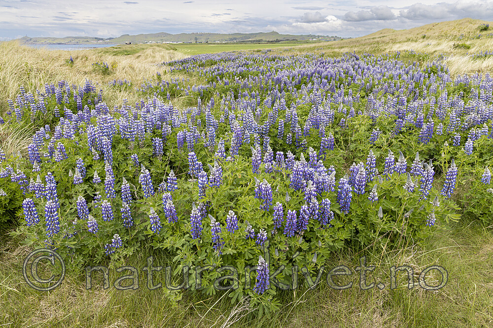 KA_220531_17 / Lupinus nootkatensis / Sandlupin