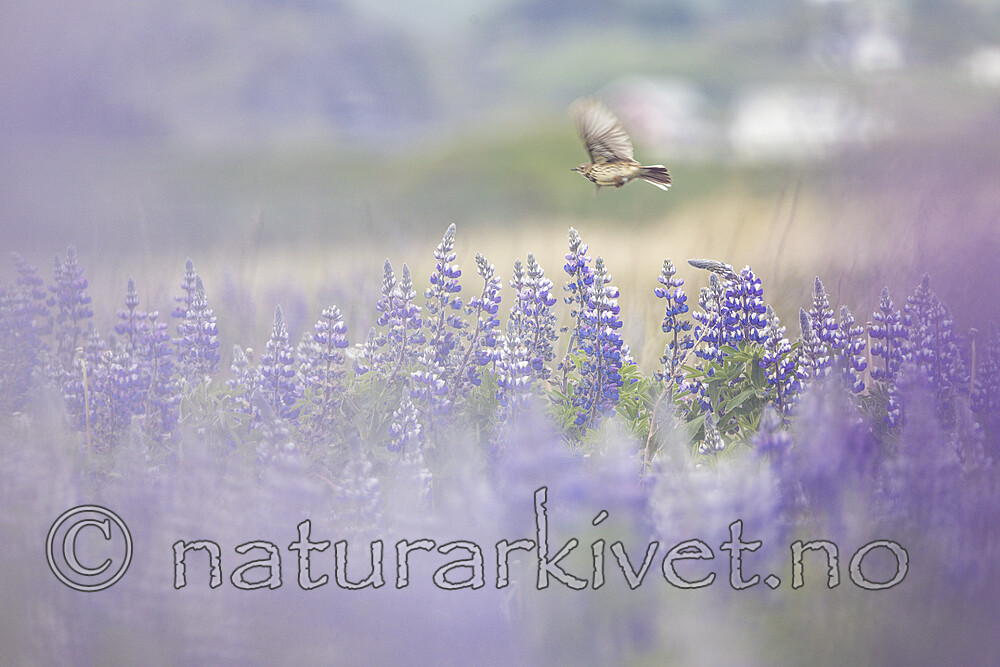 KA_220531_35 / Anthus pratensis / Heipiplerke <br /> Lupinus nootkatensis / Sandlupin