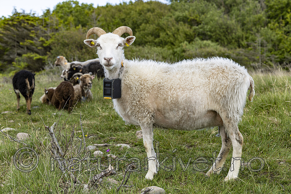KA_220608_12 / Ovis aries / Sau