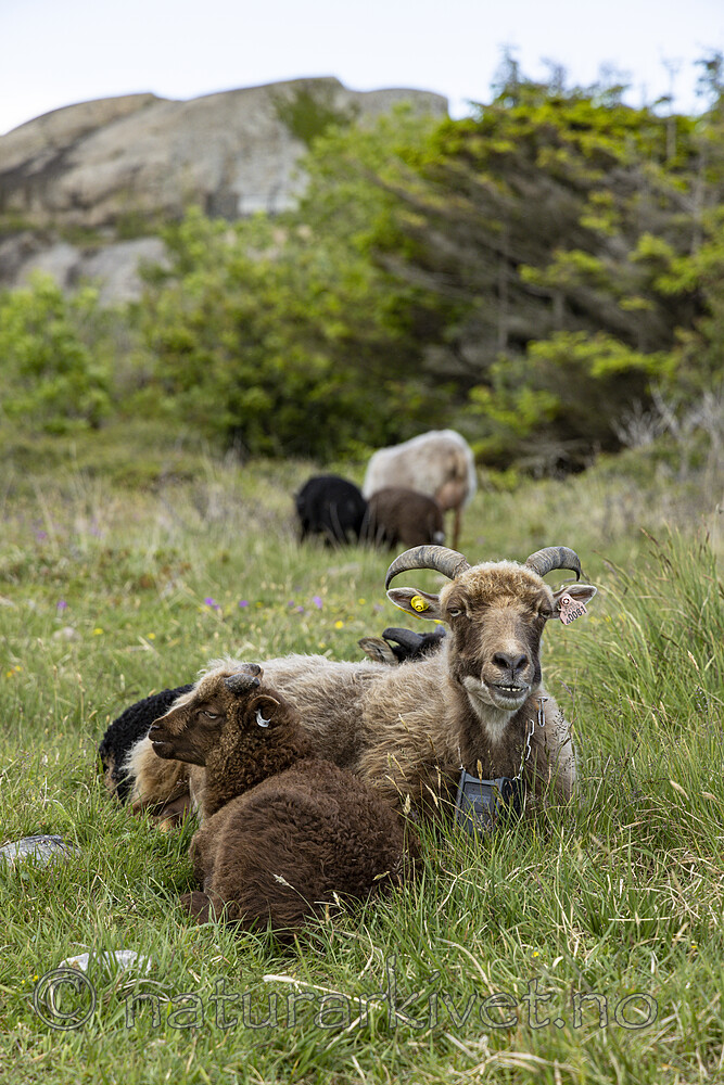 KA_220608_15 / Ovis aries / Sau