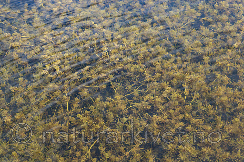 KA_220608_22 / Chara polyacantha / Hårpiggkrans