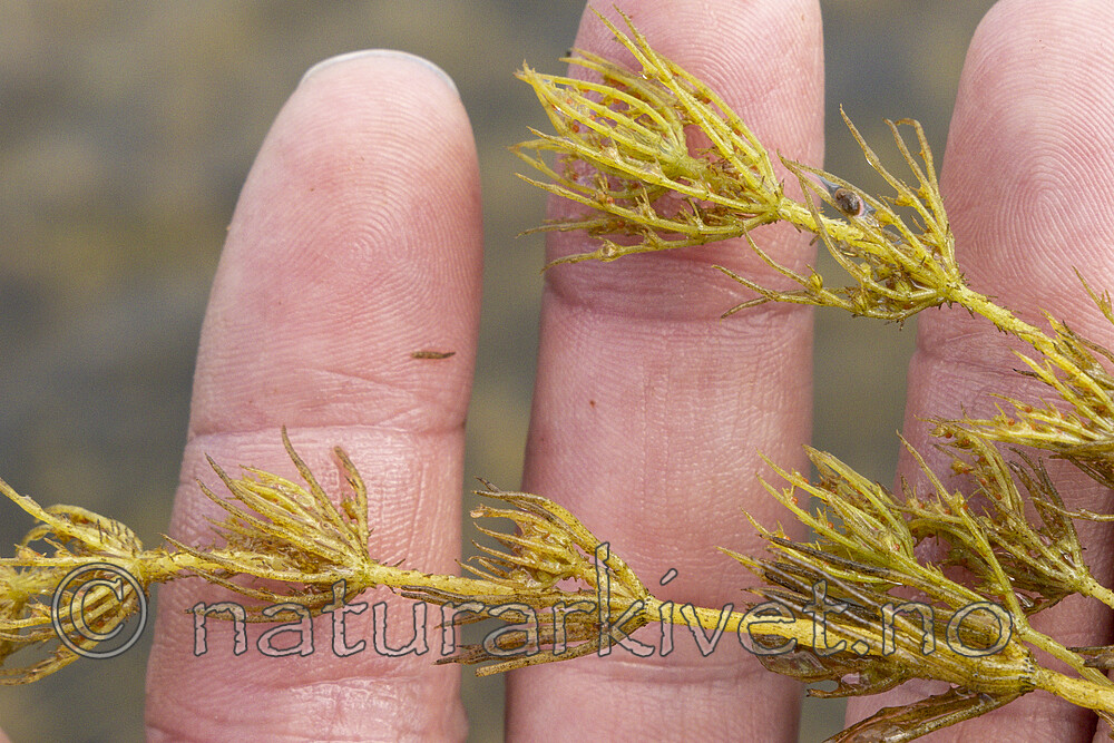 KA_220608_23 / Chara polyacantha / Hårpiggkrans