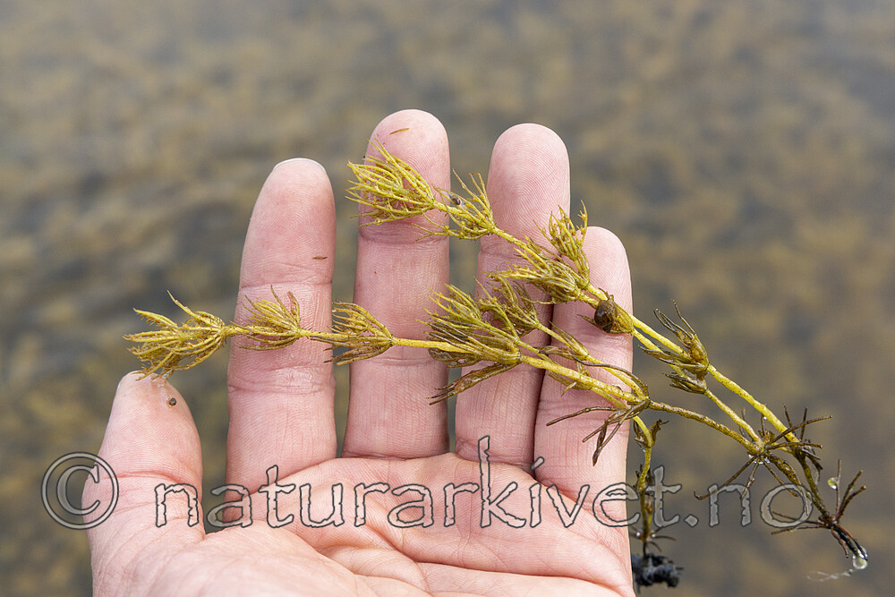 KA_220608_24 / Chara polyacantha / Hårpiggkrans