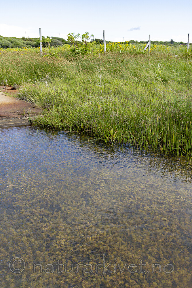 KA_220608_26 / Chara polyacantha / Hårpiggkrans