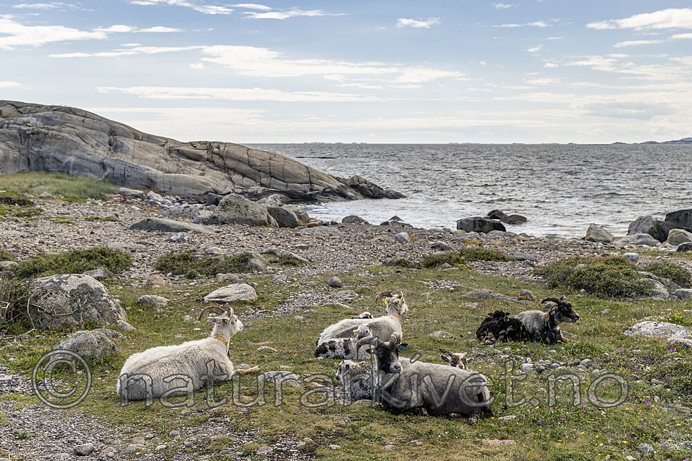 KA_220608_3 / Ovis aries / Sau