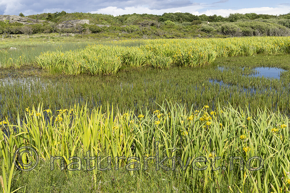 KA_220608_33 / Iris pseudacorus / Sverdlilje