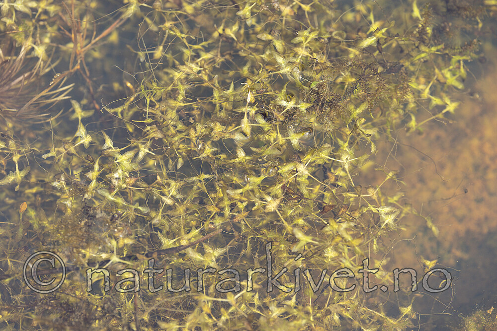 KA_220608_46 / Lemna trisulca / Korsandemat