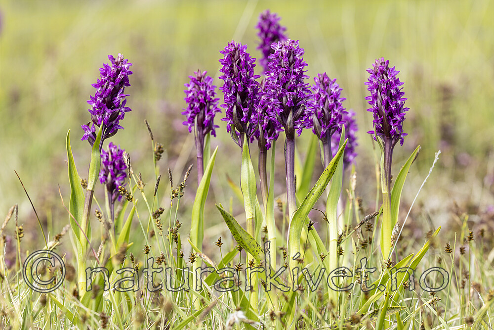 KA_220608_48 / Dactylorhiza incarnata / Engmarihand