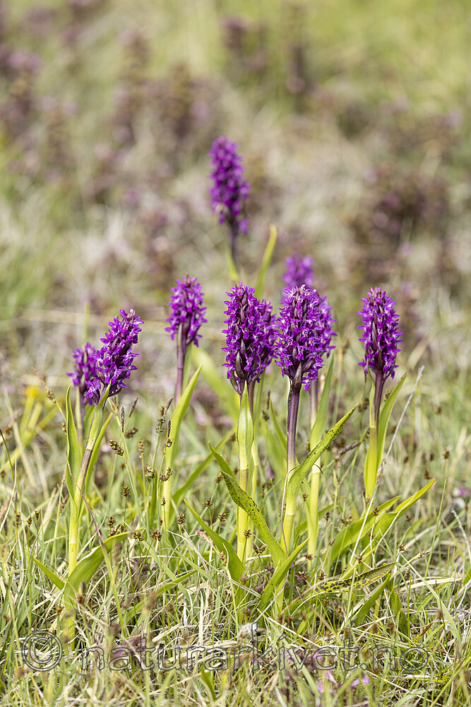 KA_220608_49 / Dactylorhiza incarnata / Engmarihand