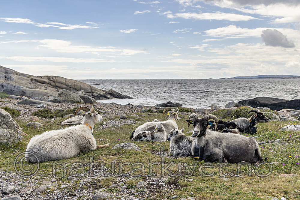 KA_220608_5 / Ovis aries / Sau